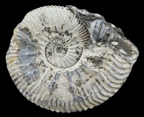 Wide Kosmoceras Ammonite - England #60296